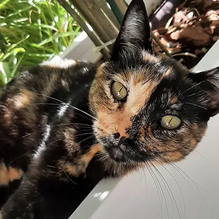 Mirador Hills Casa Bonita Апартаменти